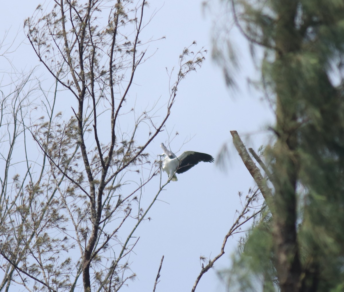 White-bellied Sea-Eagle - ML647596226