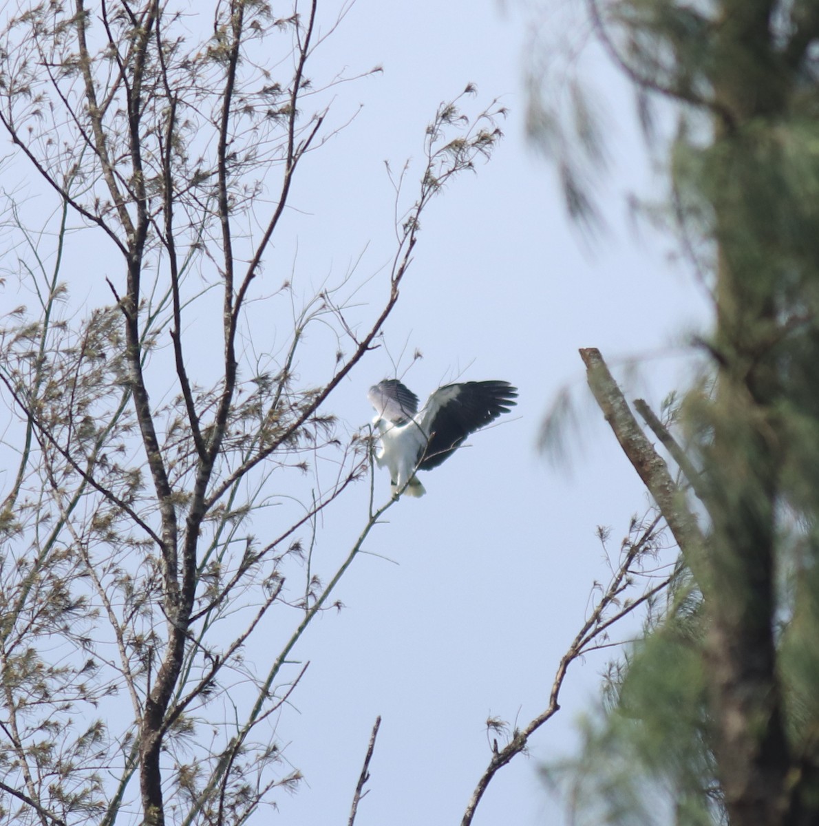 White-bellied Sea-Eagle - ML647596227