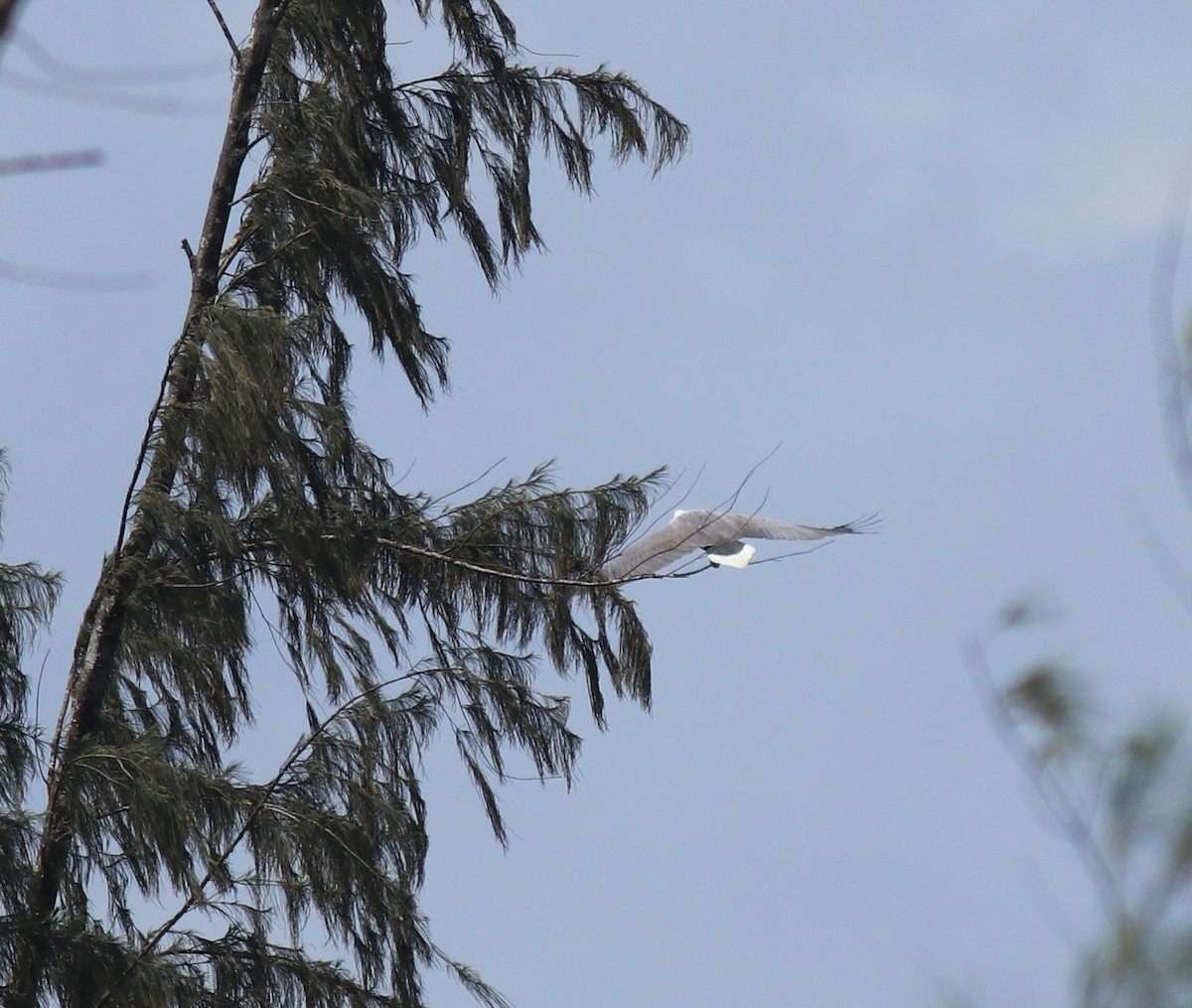 White-bellied Sea-Eagle - ML647596228