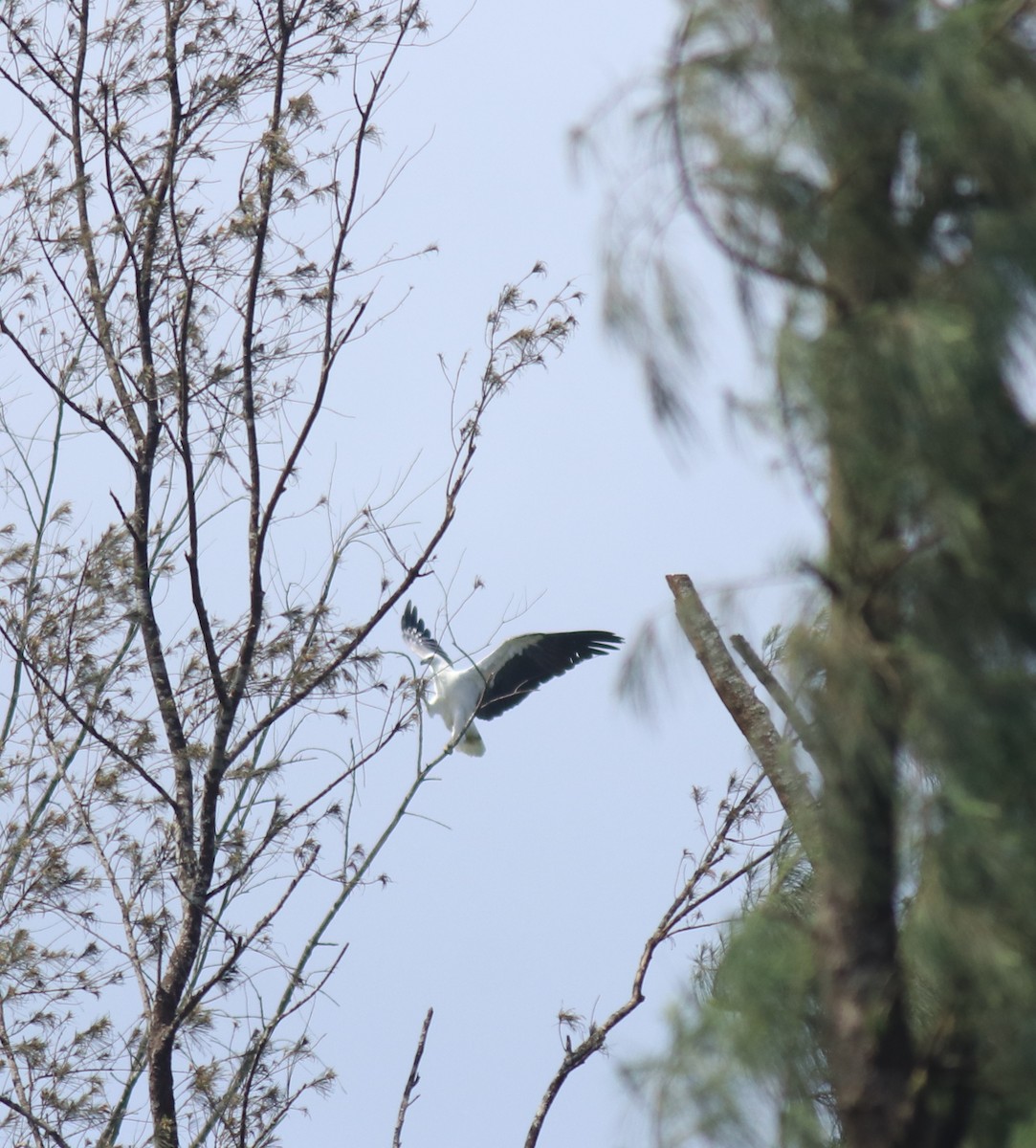 White-bellied Sea-Eagle - ML647596229