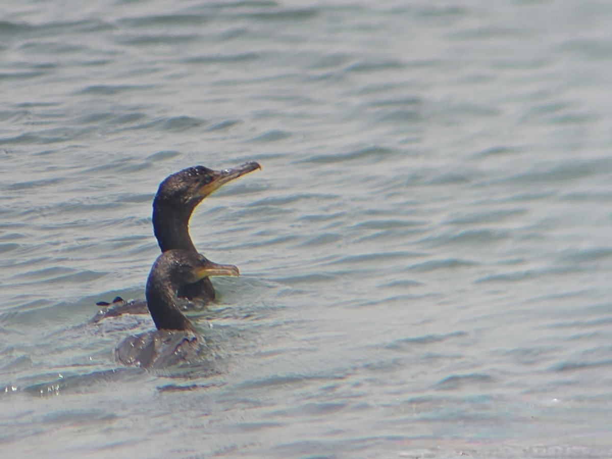 Neotropic Cormorant - ML647596231