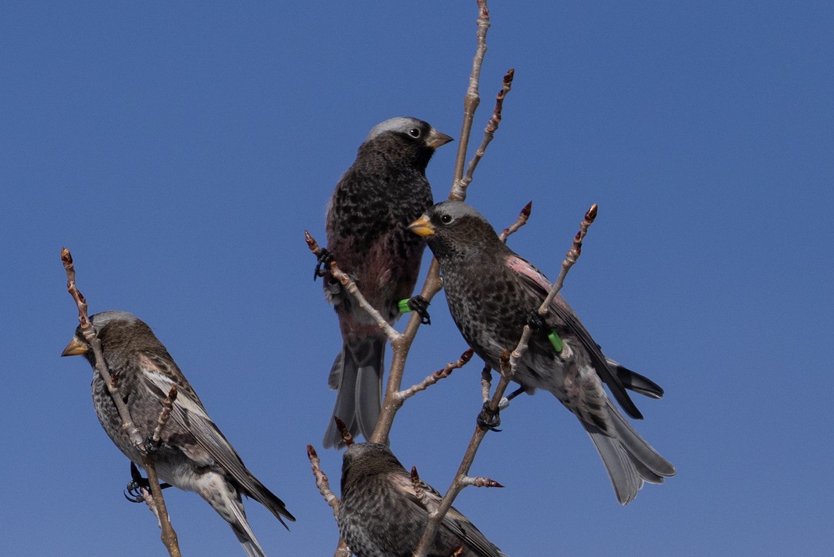 Black Rosy-Finch - ML647596232