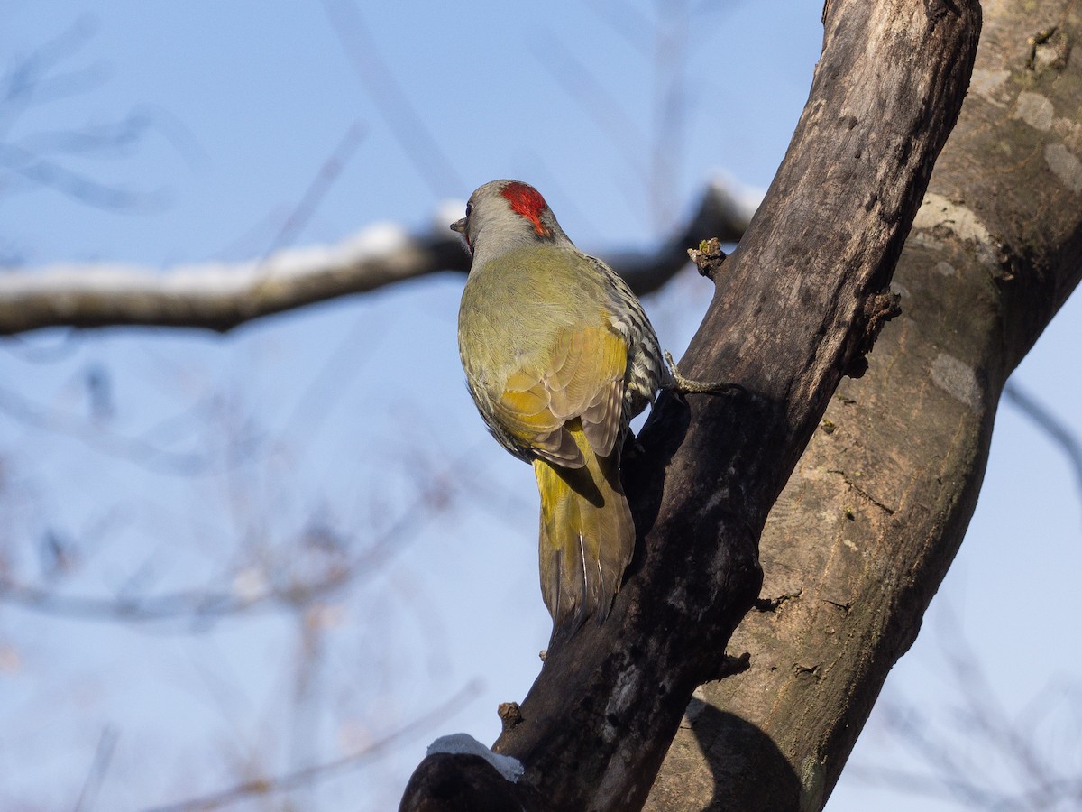 Japanese Woodpecker - ML647596234