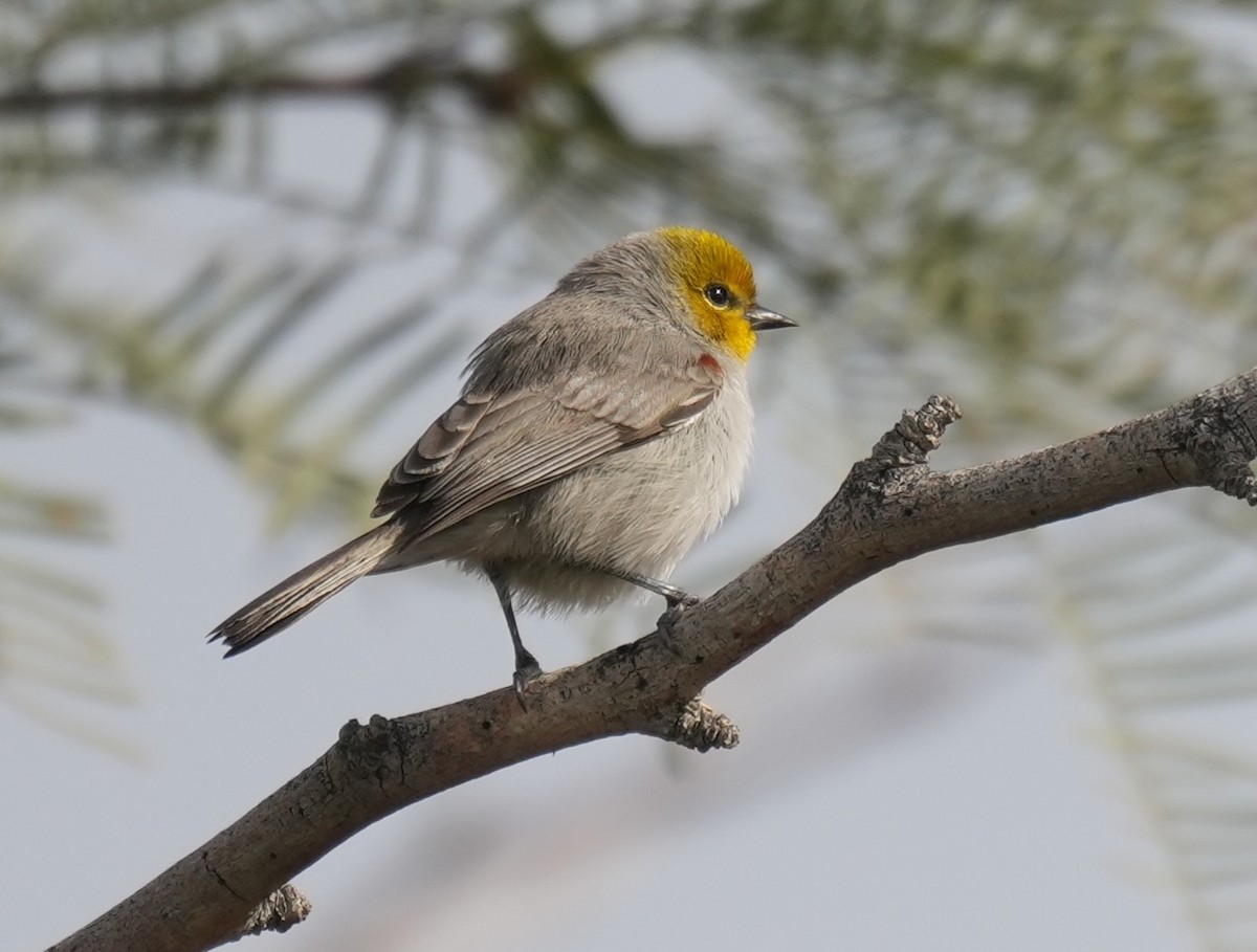 Verdin - ML647596235