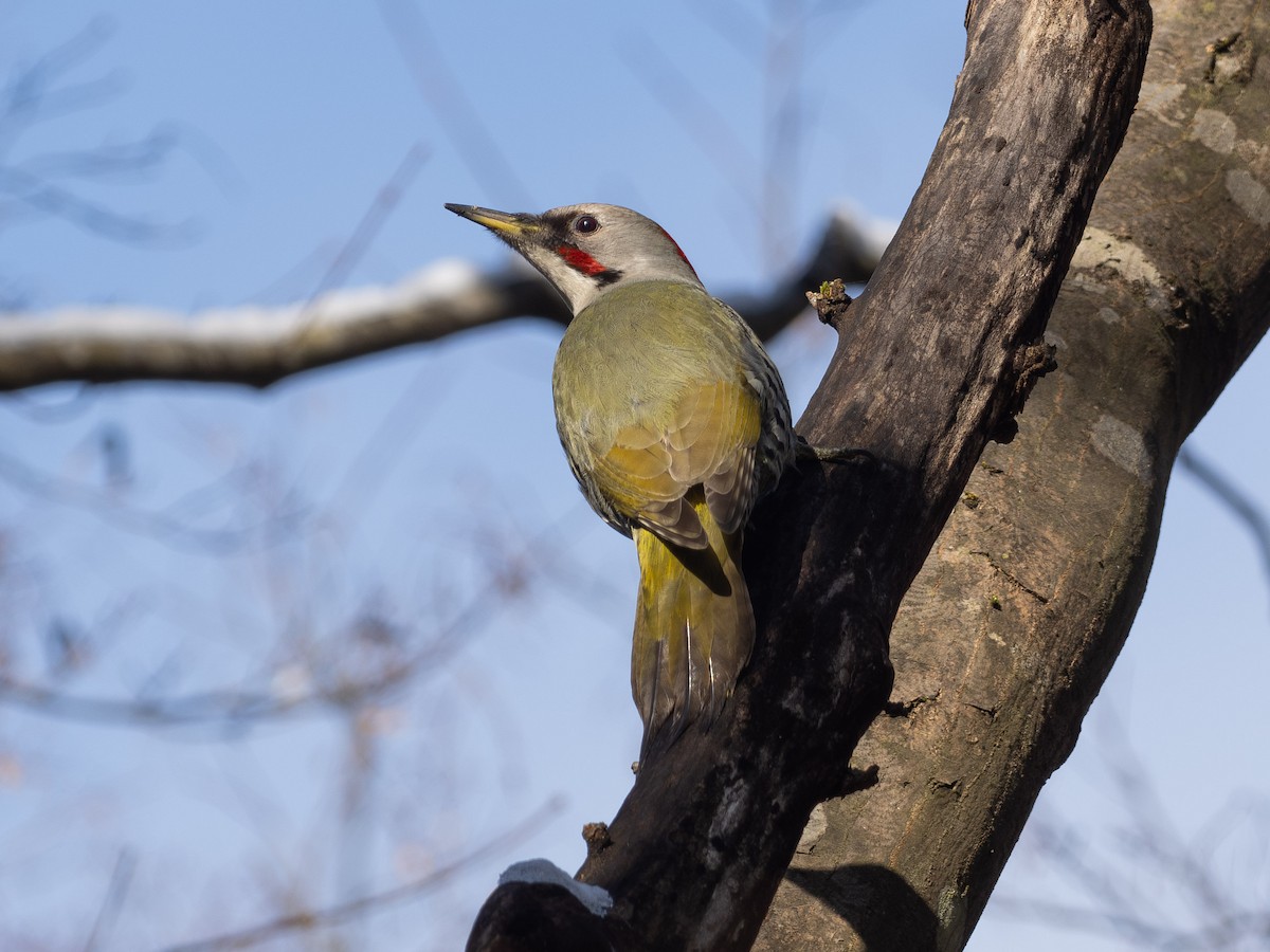 Japanese Woodpecker - ML647596236