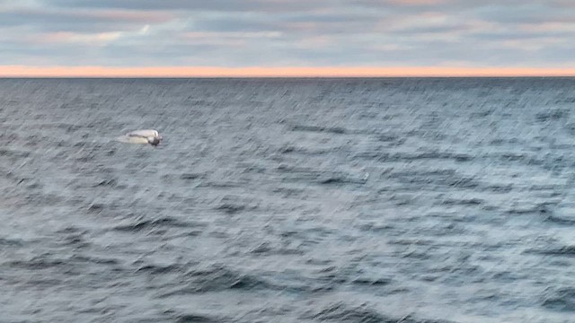 buřňák jižní - ML647596237