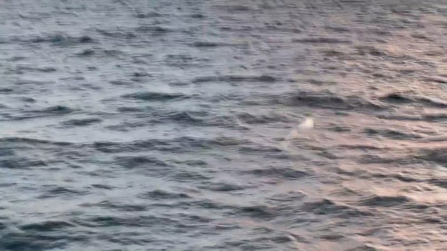 buřňák jižní - ML647596238