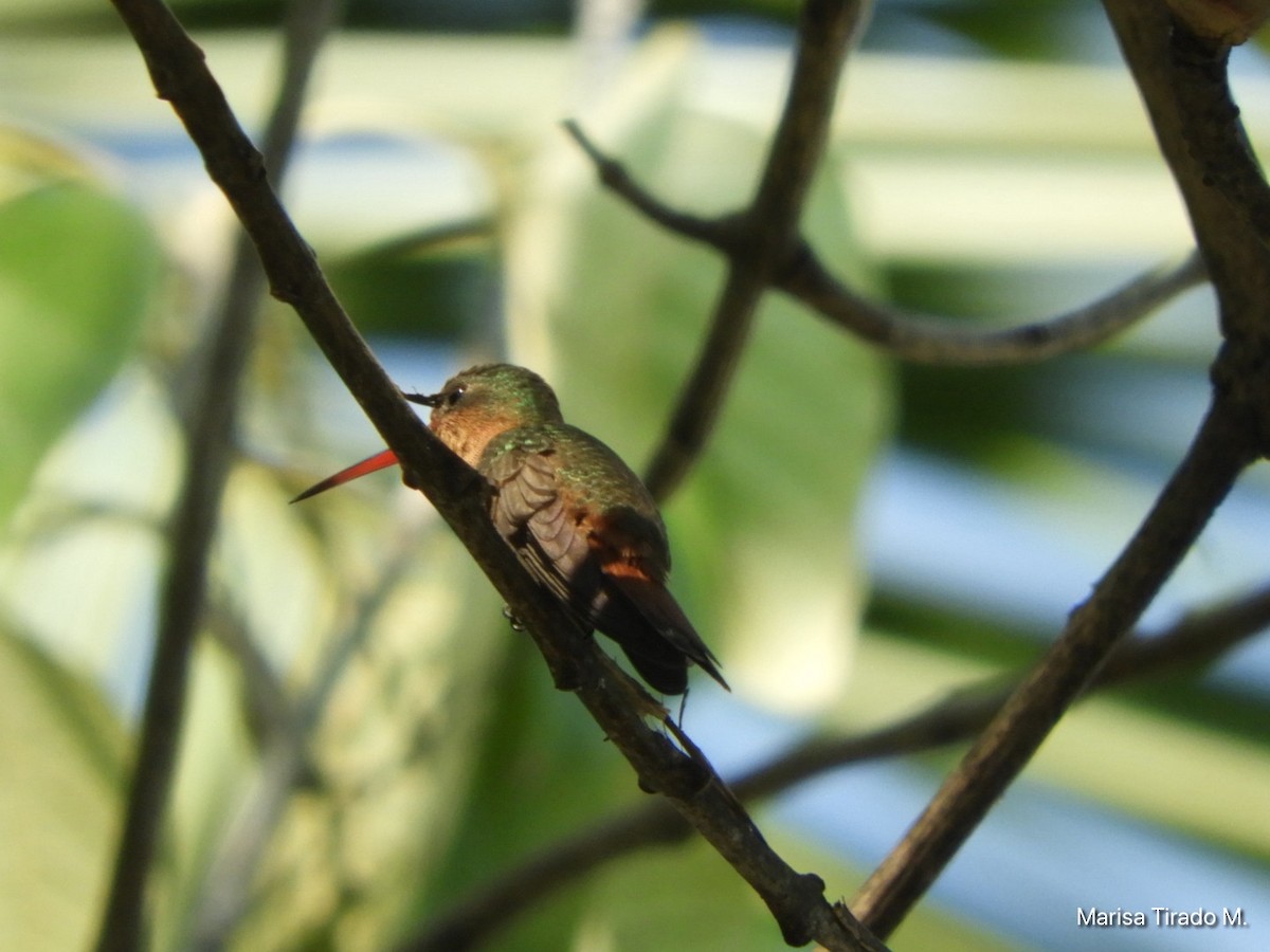Cinnamon Hummingbird - ML647596241