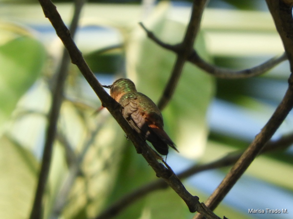 Cinnamon Hummingbird - ML647596242