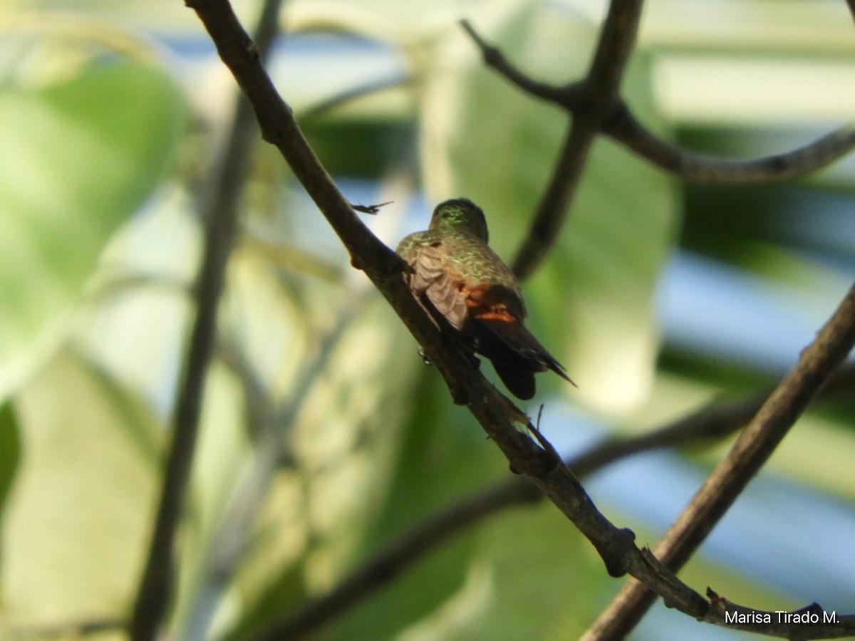 Cinnamon Hummingbird - ML647596243