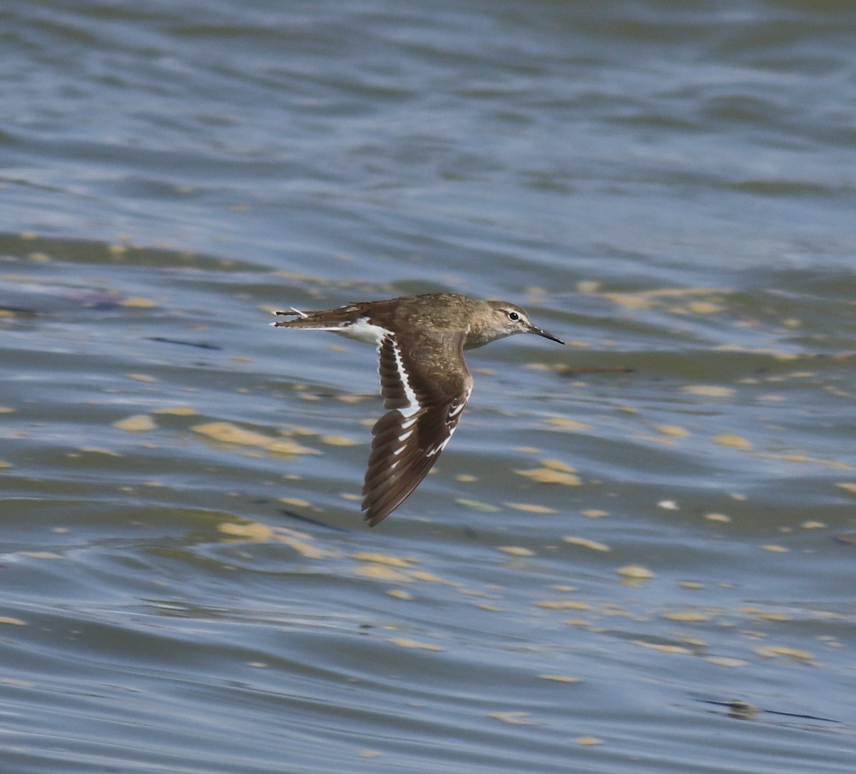 Common Sandpiper - ML647596258
