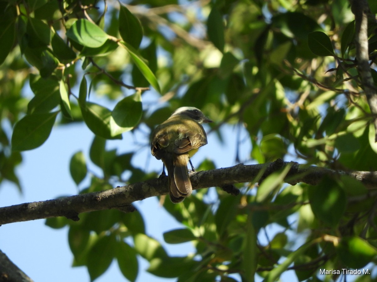 Tyran sociable - ML647596298