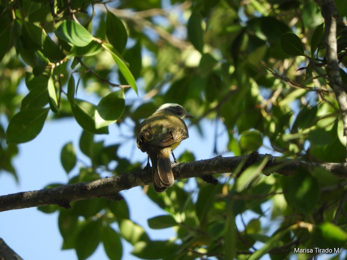 Tyran sociable - ML647596299