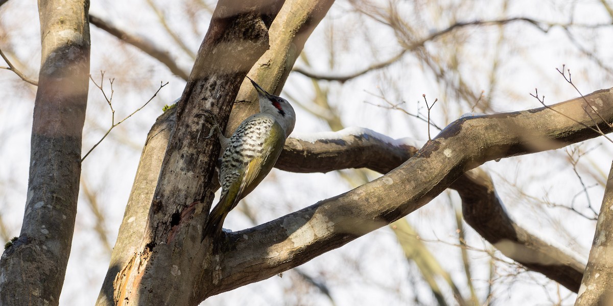 Жовна японська - ML647596310