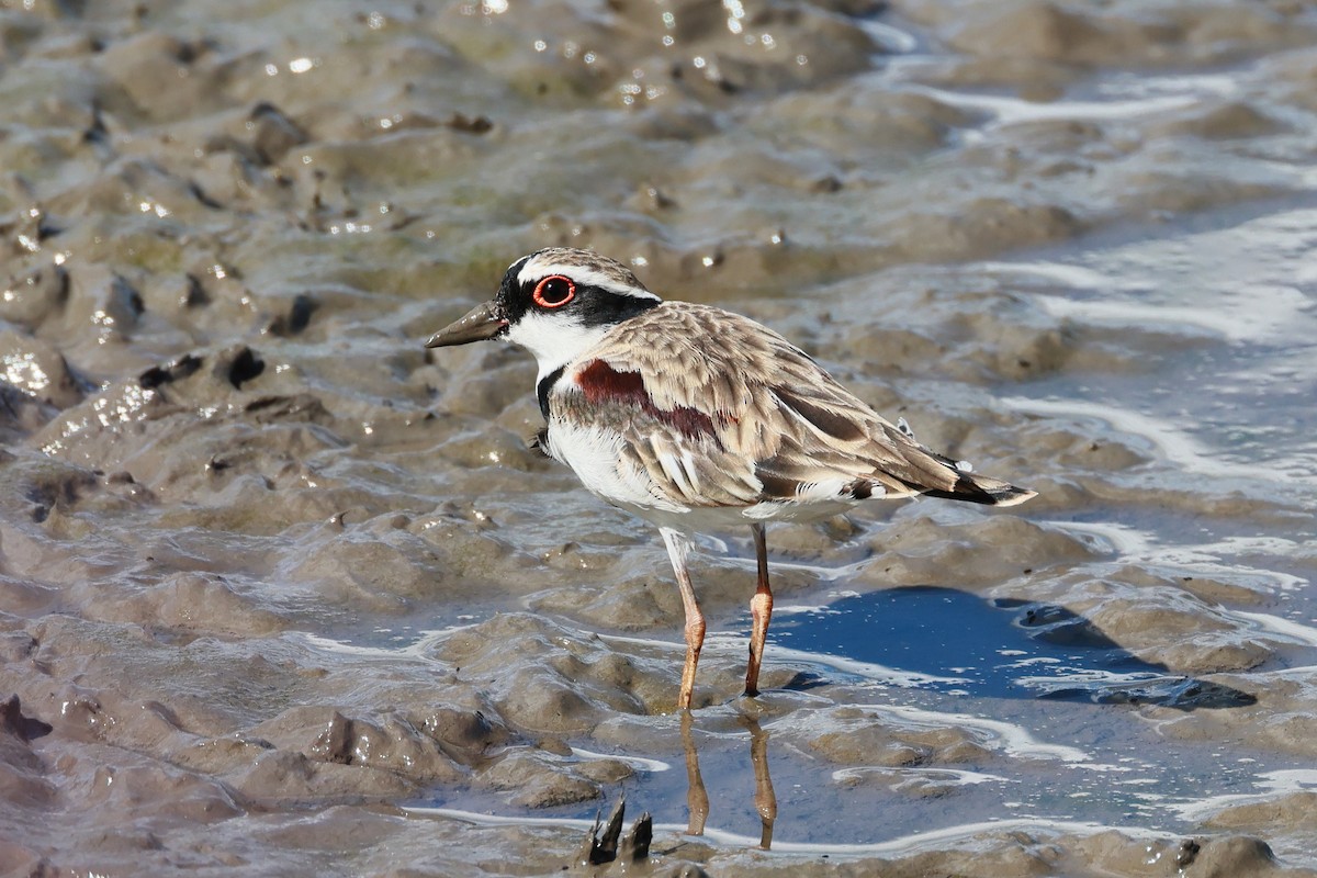 Black-fronted Dotterel - ML647596312