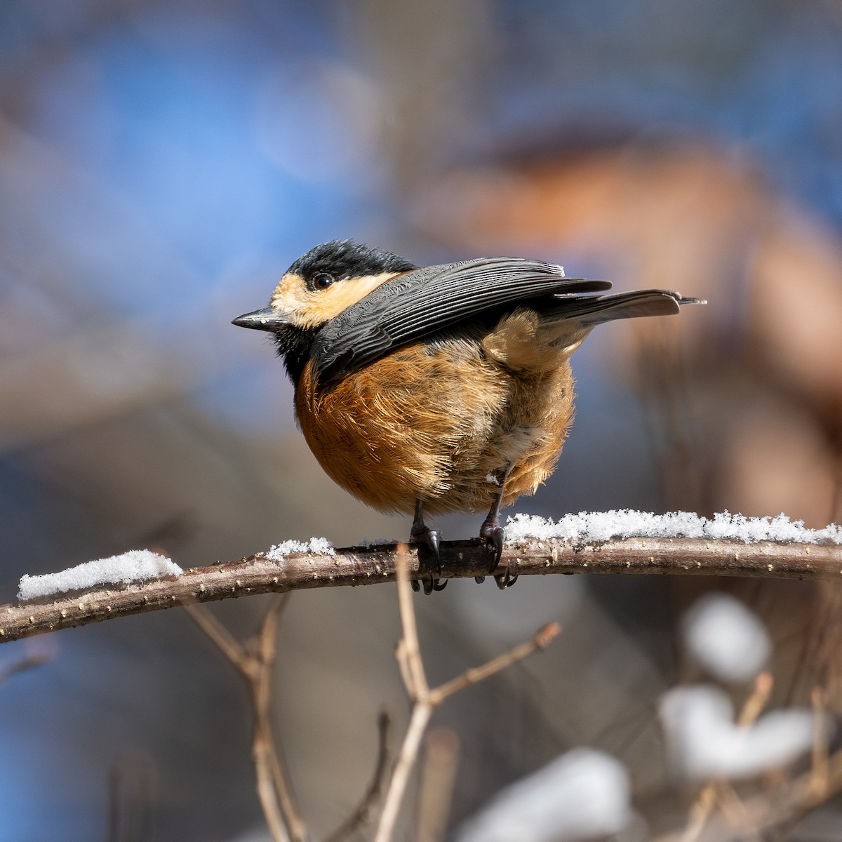 Гаїчка японська - ML647596319