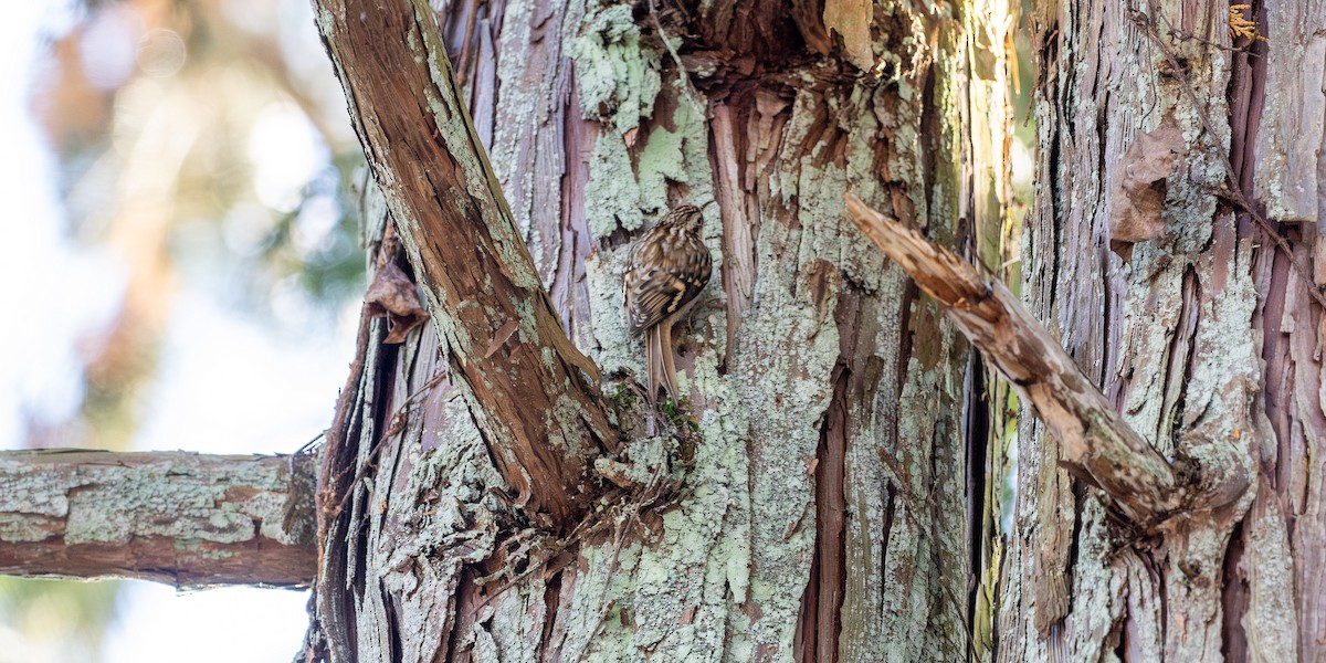 Підкоришник звичайний - ML647596325