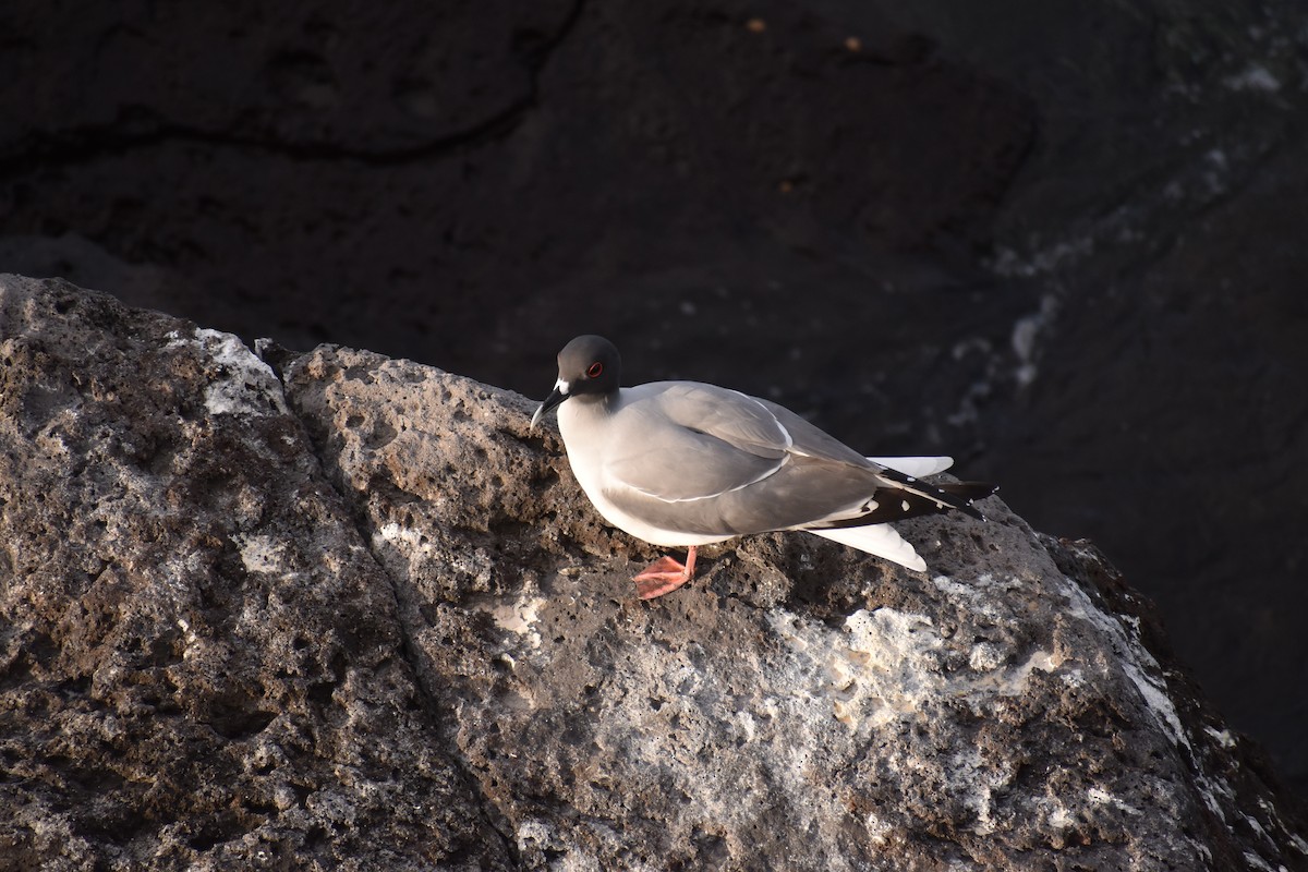 Swallow-tailed Gull - ML647596332