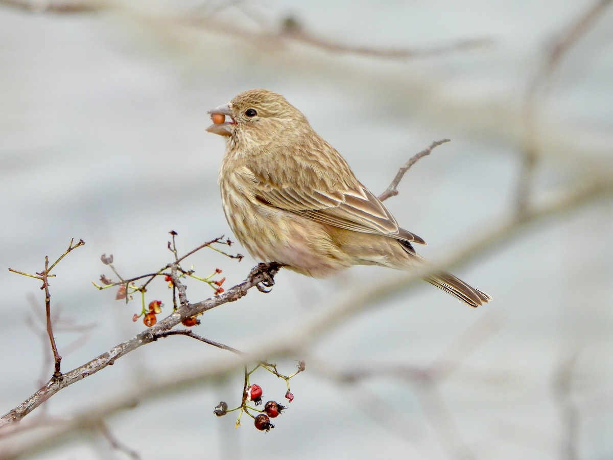 House Finch - ML647596339