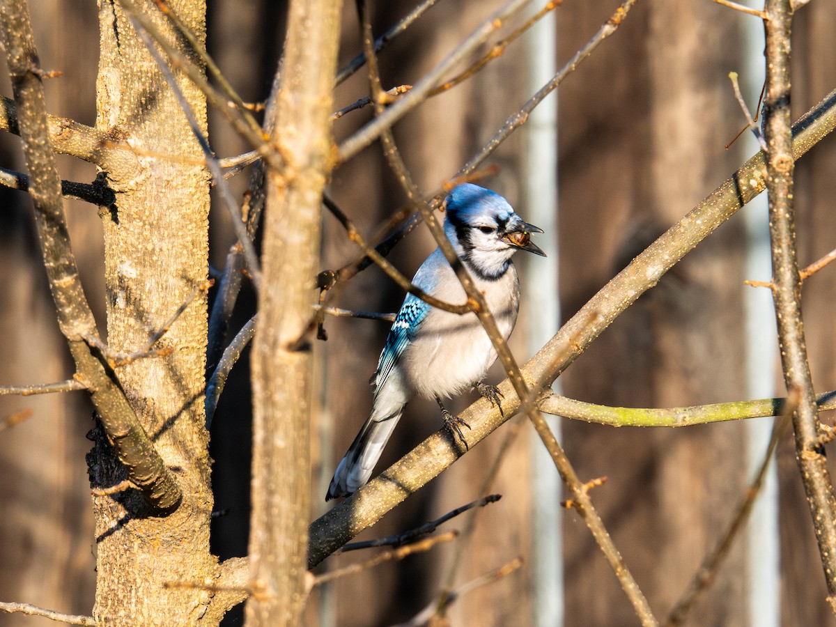 Blue Jay - ML647596357