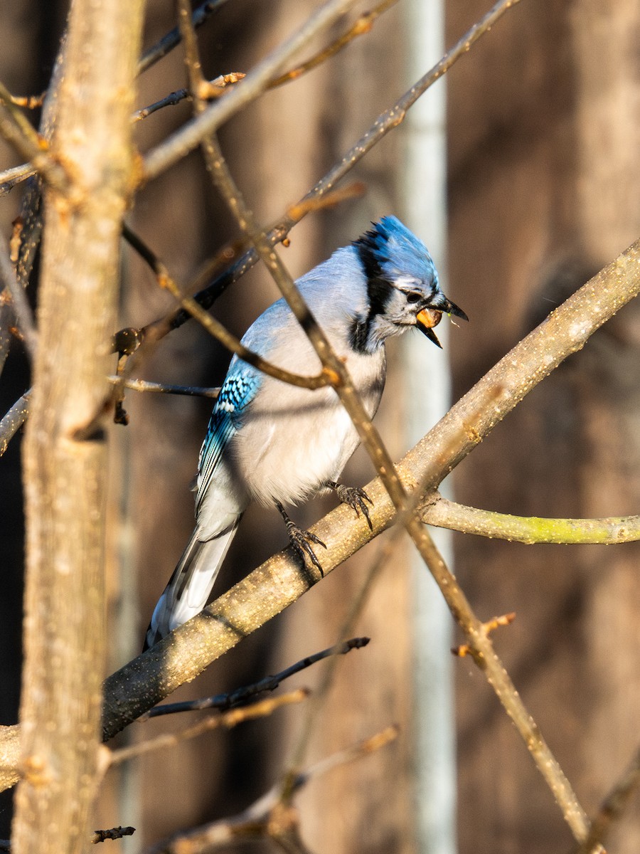 Blue Jay - ML647596359