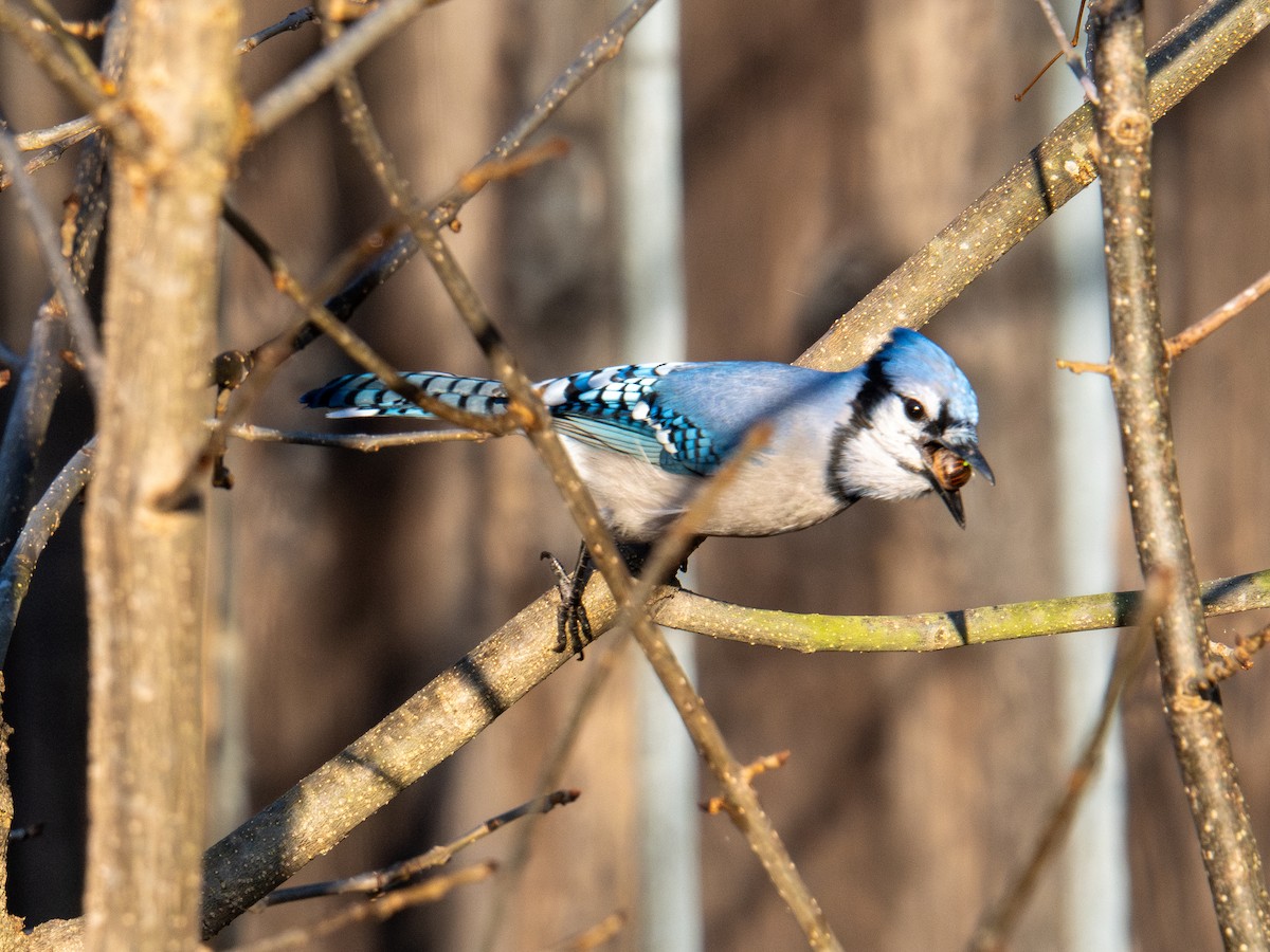 Blue Jay - ML647596360