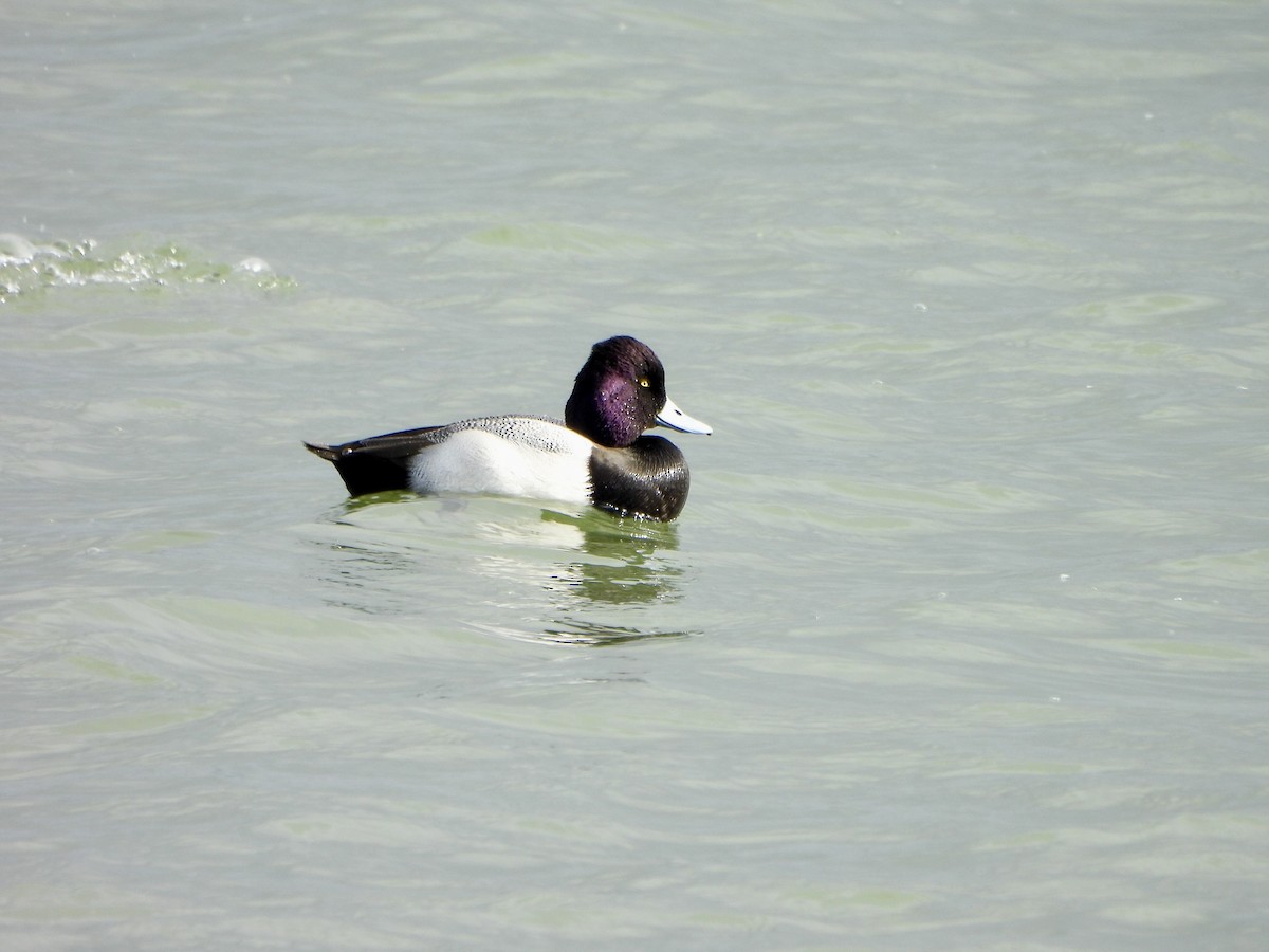 Lesser Scaup - ML647596361