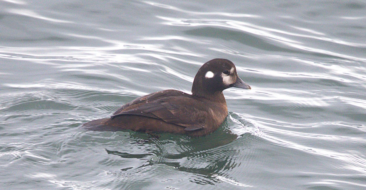 Harlequin Duck - ML647596362
