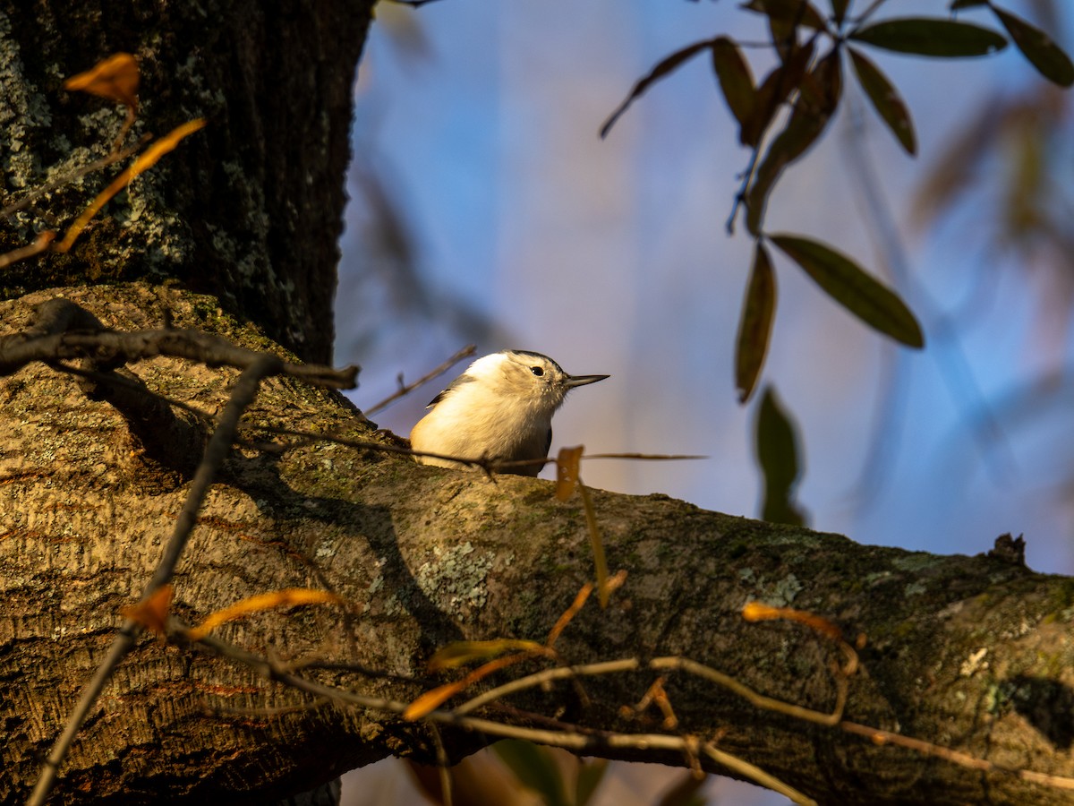 White-breasted Nuthatch - ML647596365