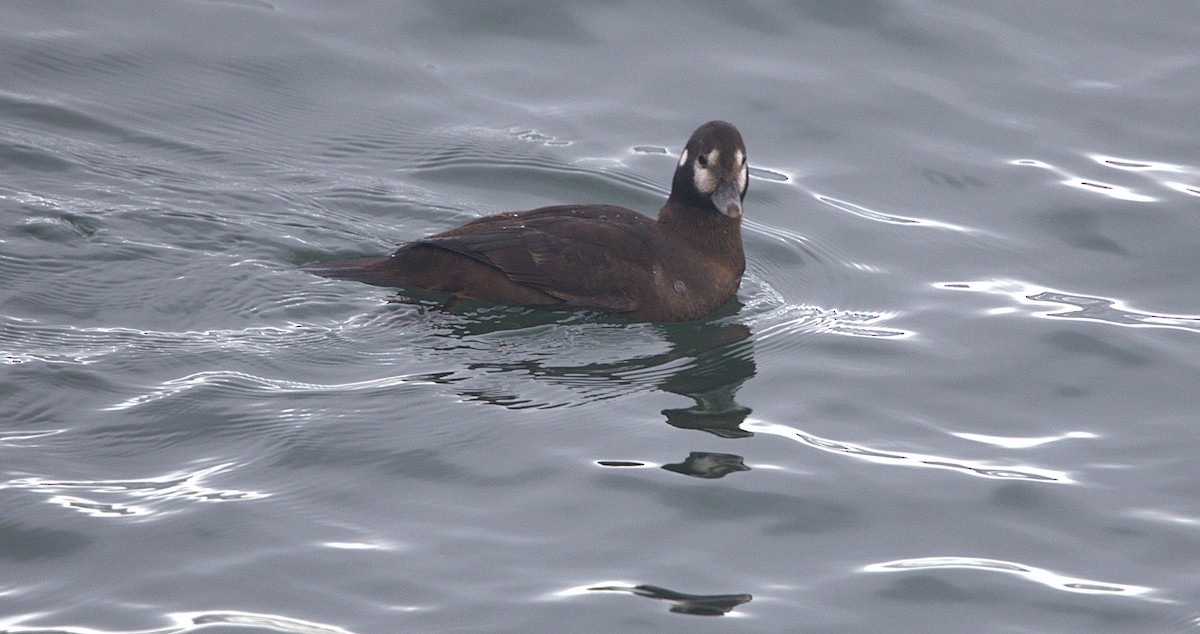 Harlequin Duck - ML647596368
