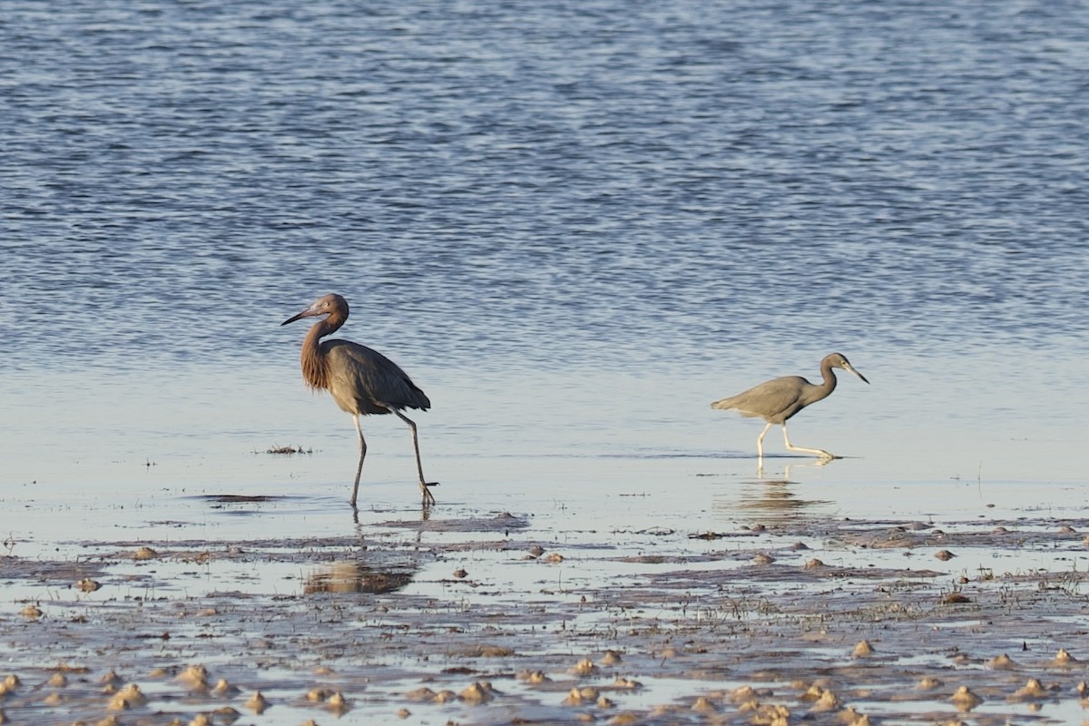 Reddish Egret - ML647596372