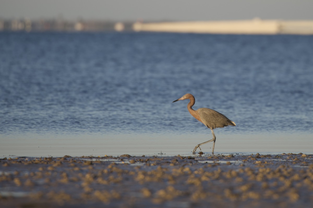 Reddish Egret - ML647596373