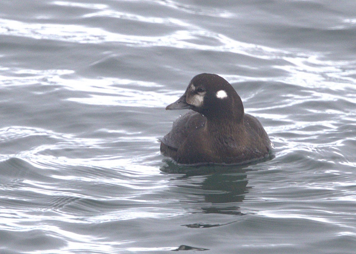Harlequin Duck - ML647596374