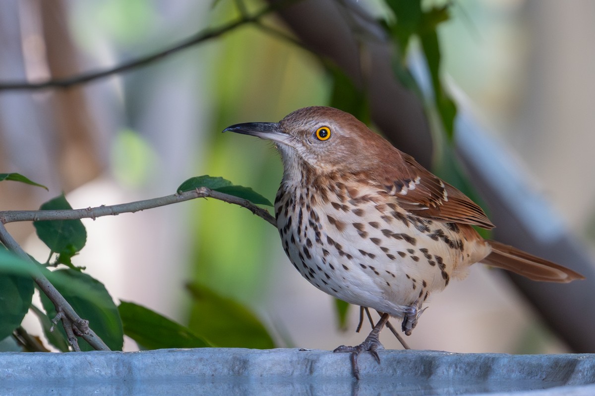 Cuitlacoche Rojizo - ML647596378