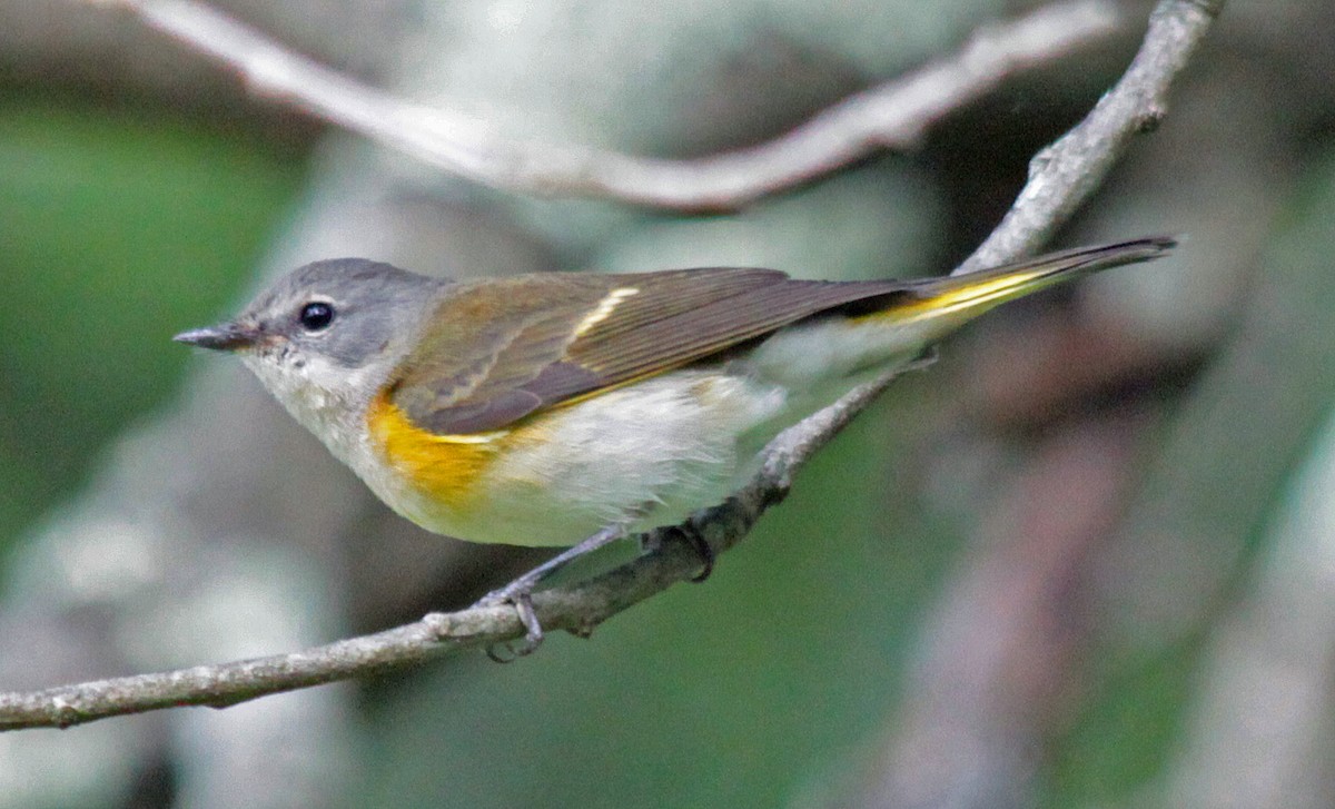 סבכון חכלילי - ML647596383