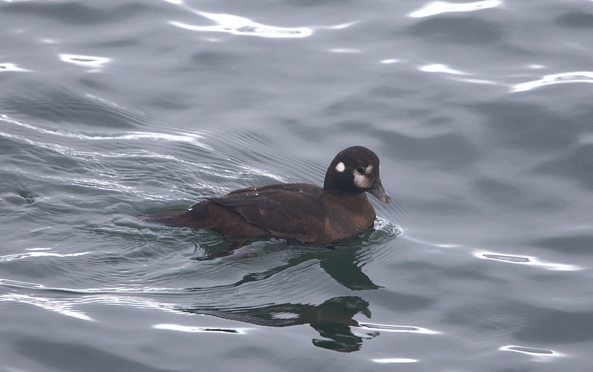 Harlequin Duck - ML647596385