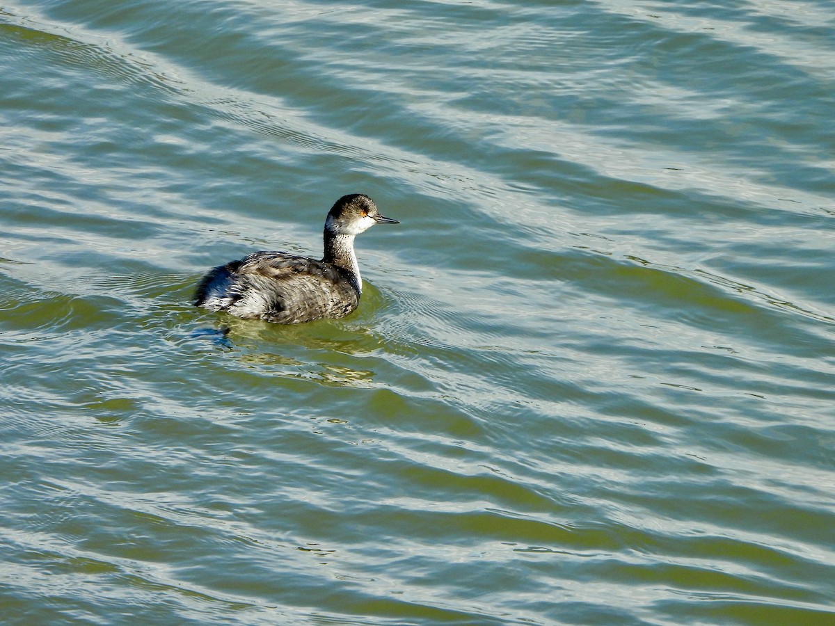 Grèbe à cou noir - ML647596388
