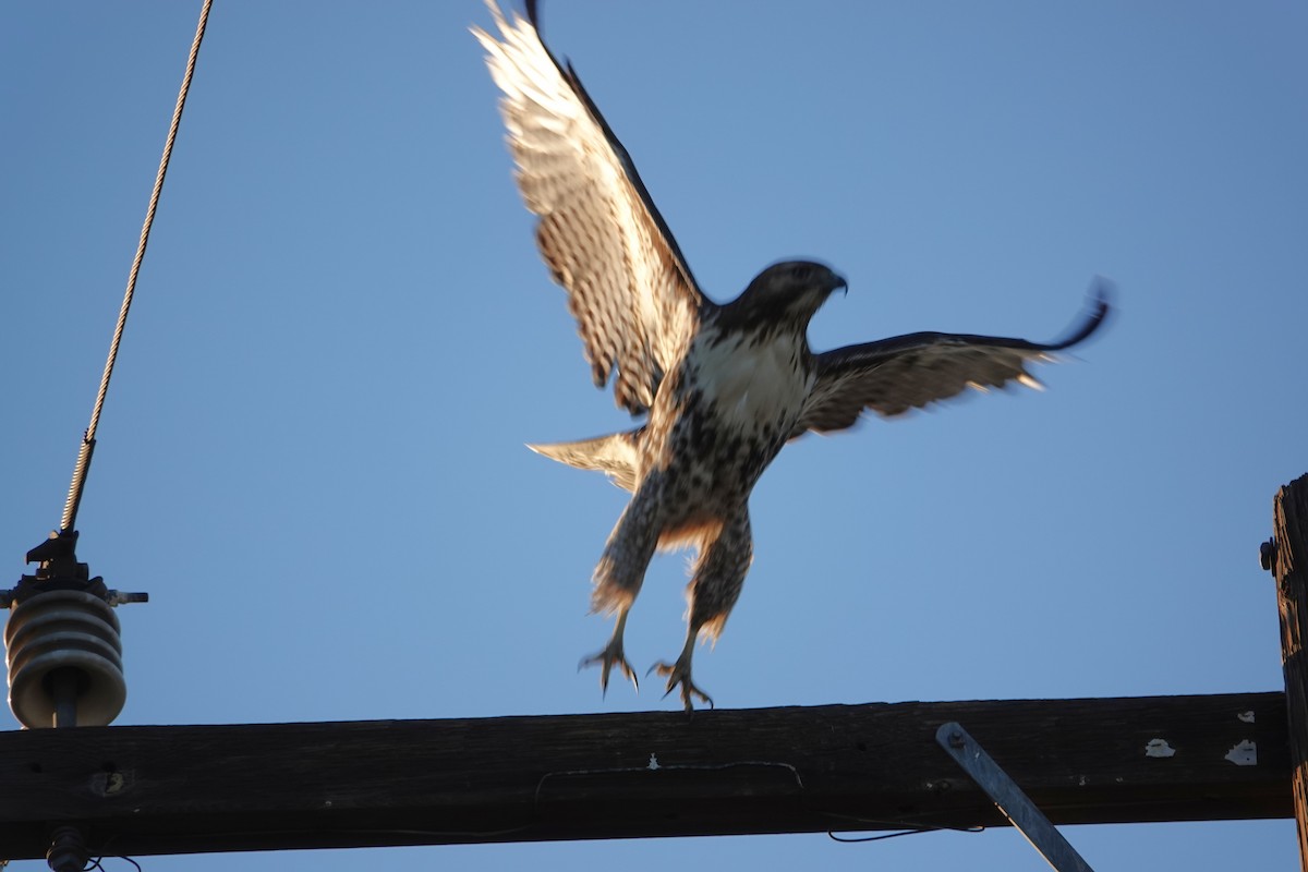 Red-tailed Hawk - ML647596396