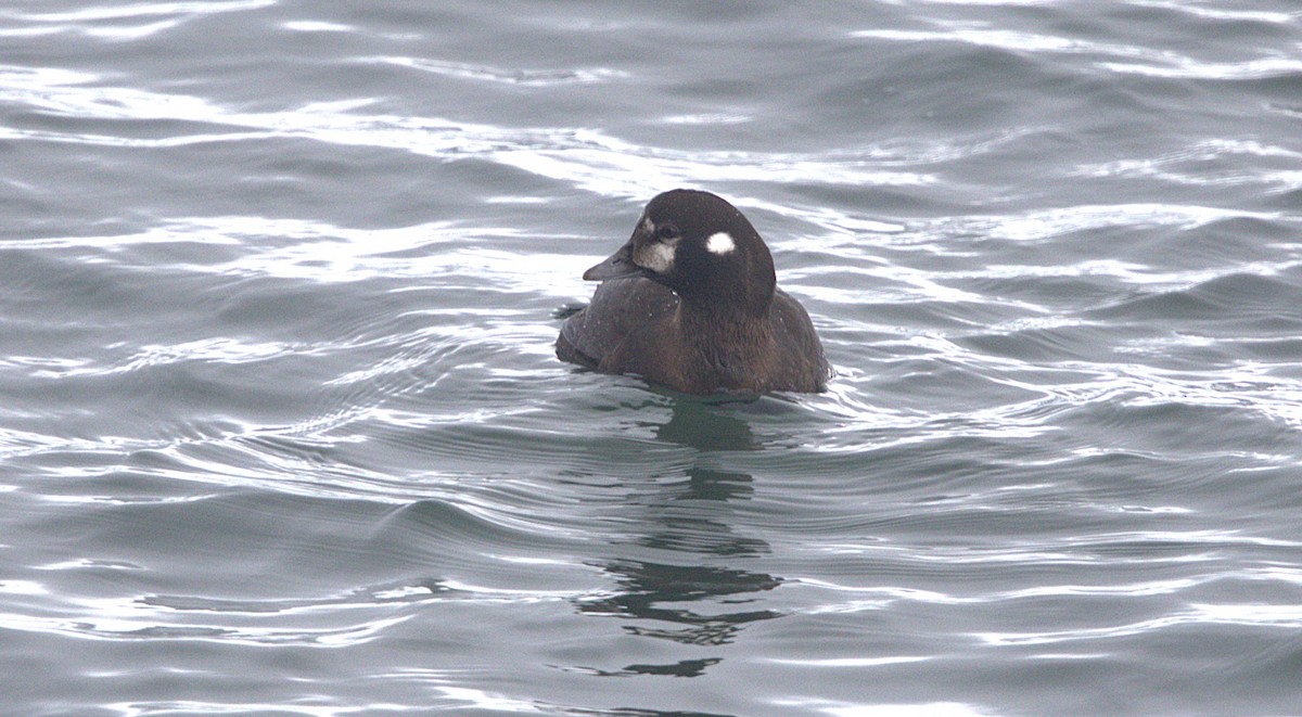 Harlequin Duck - ML647596397