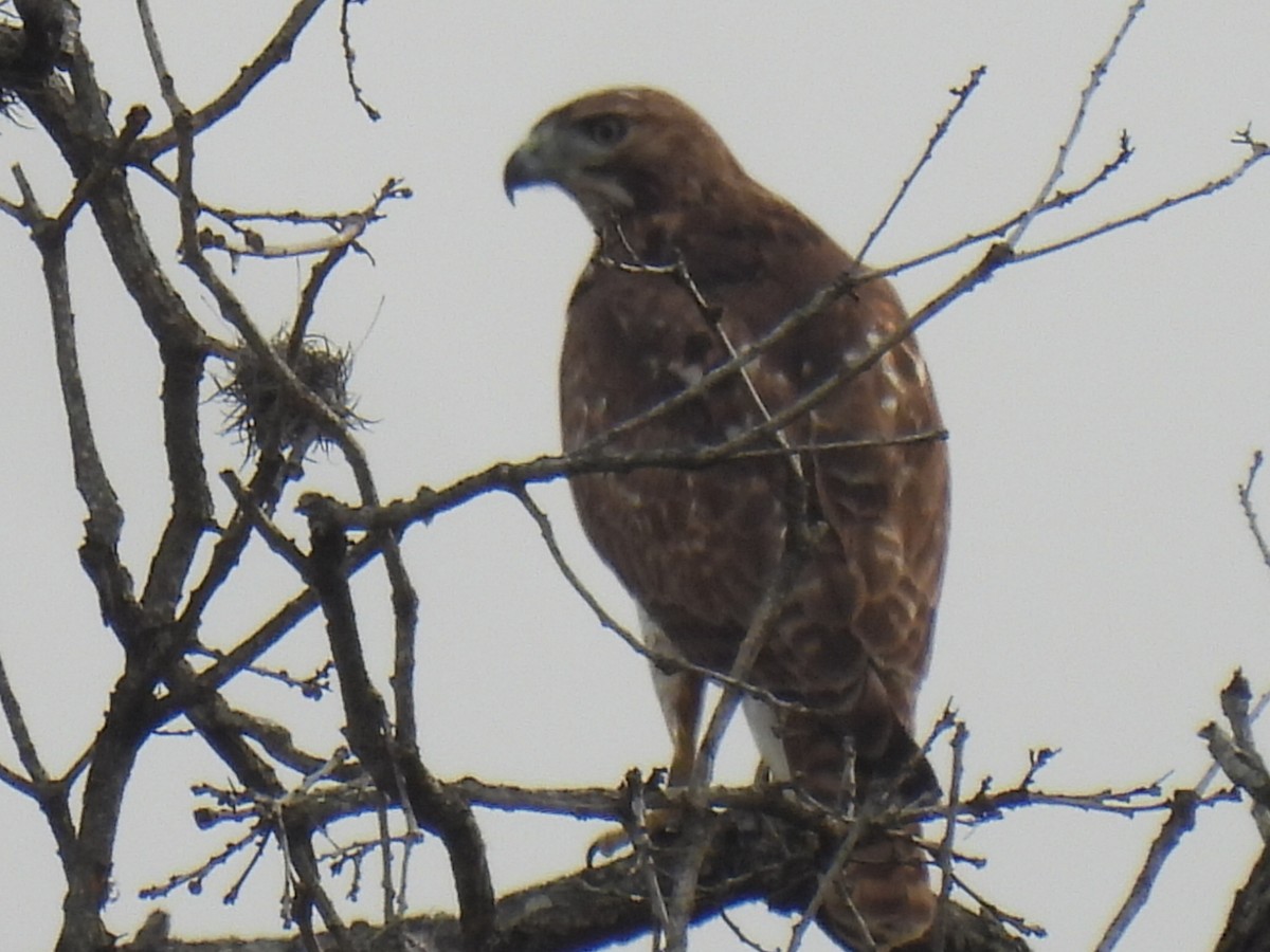 Red-tailed Hawk - ML647596411