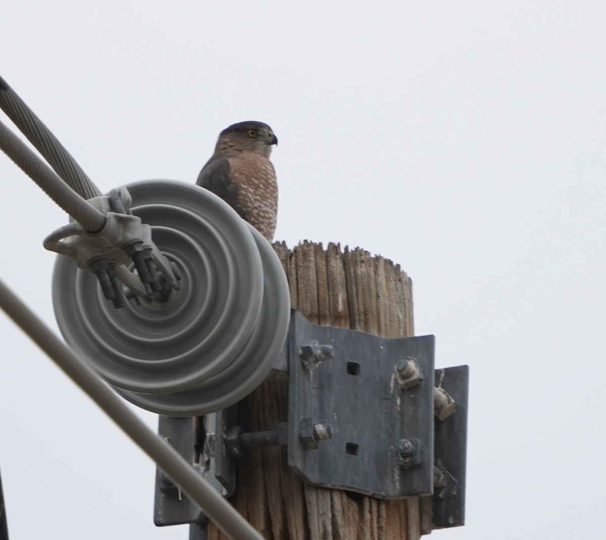 Cooper's Hawk - ML647596417