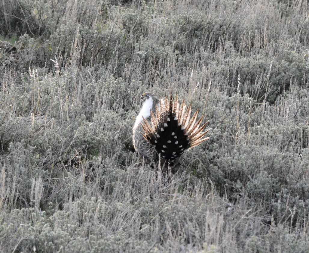 Greater Sage-Grouse - ML647596423