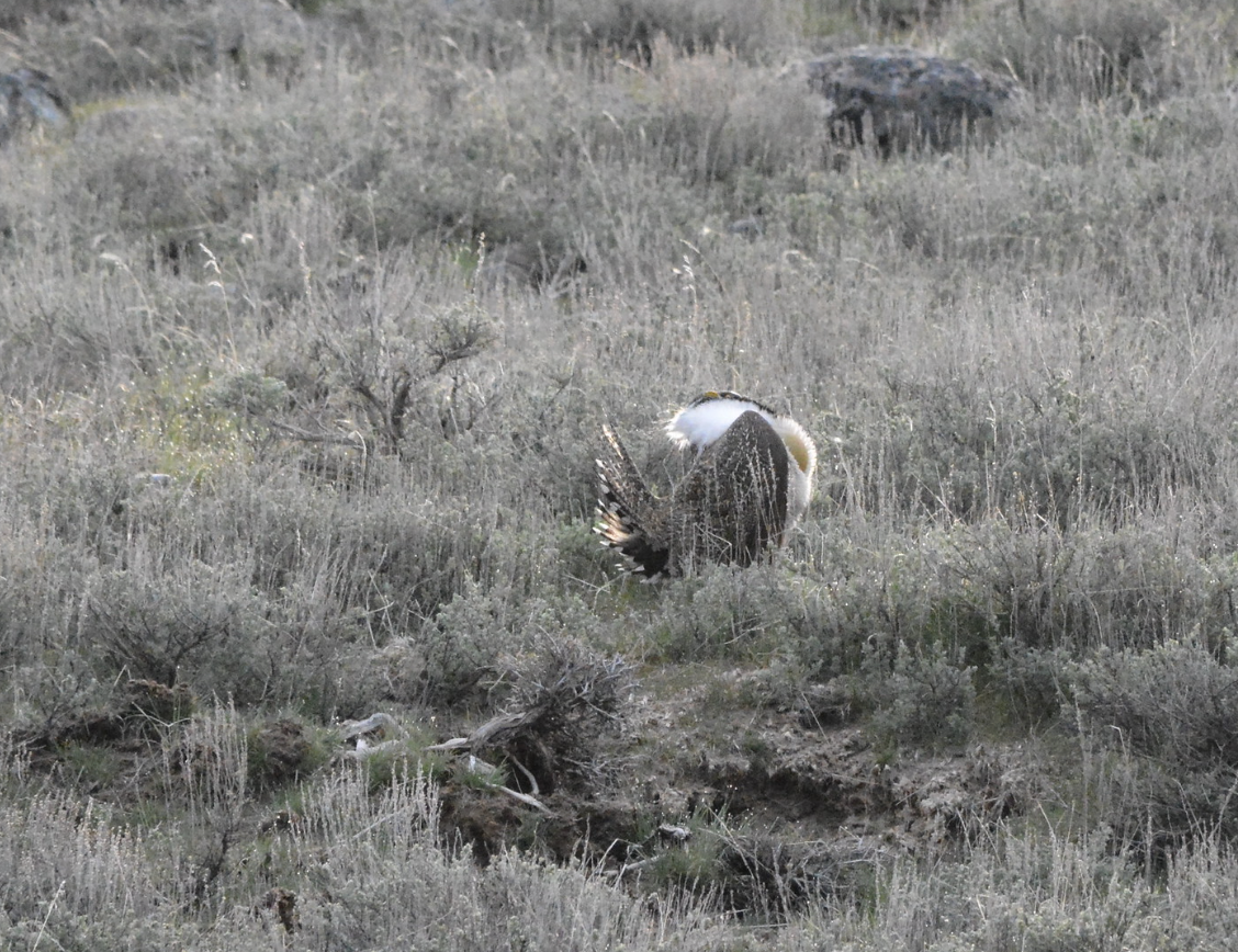 Greater Sage-Grouse - ML647596424