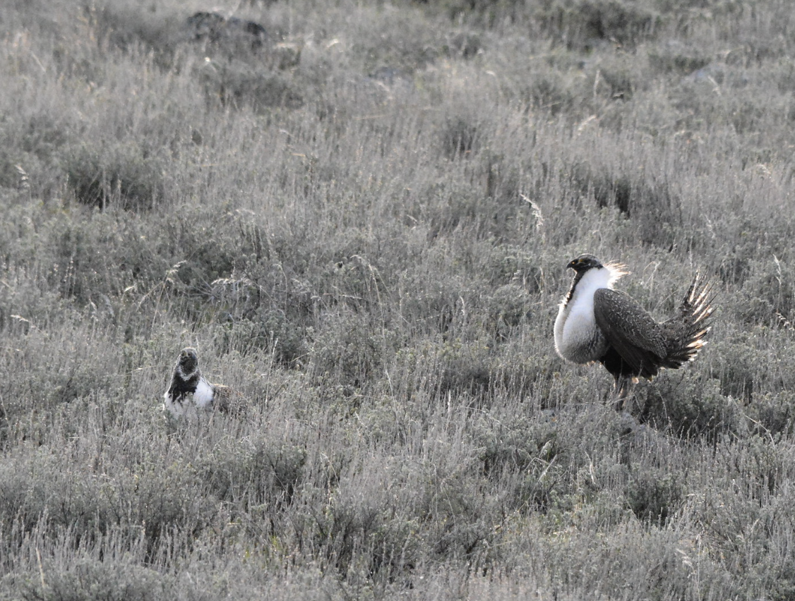 Greater Sage-Grouse - ML647596425