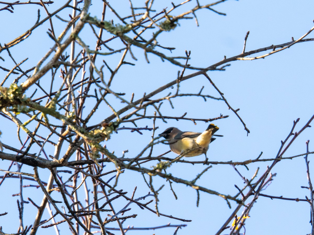 Sedir İpekkuyruğu - ML647596426