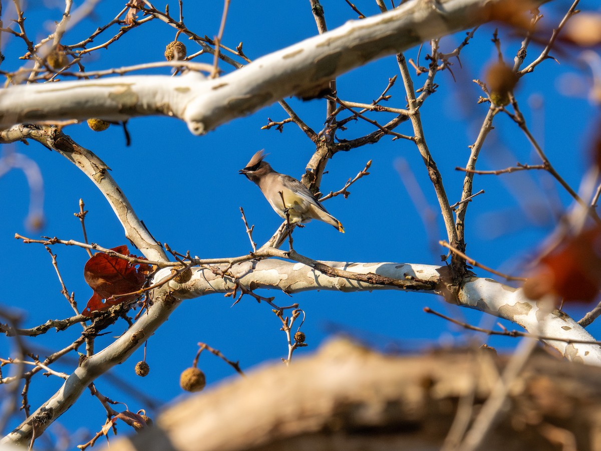 Sedir İpekkuyruğu - ML647596434