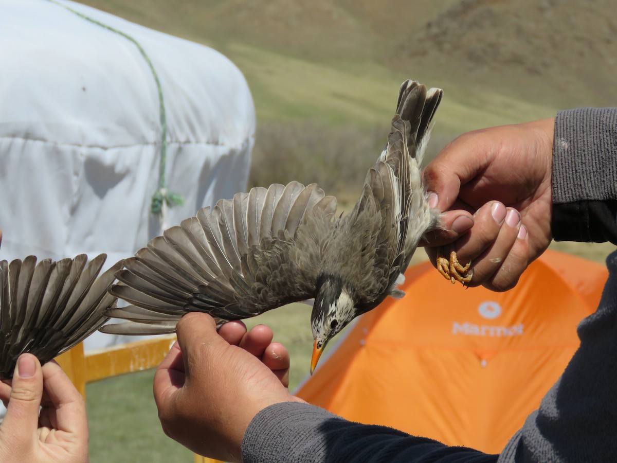 White-cheeked Starling - Jannaca Chick