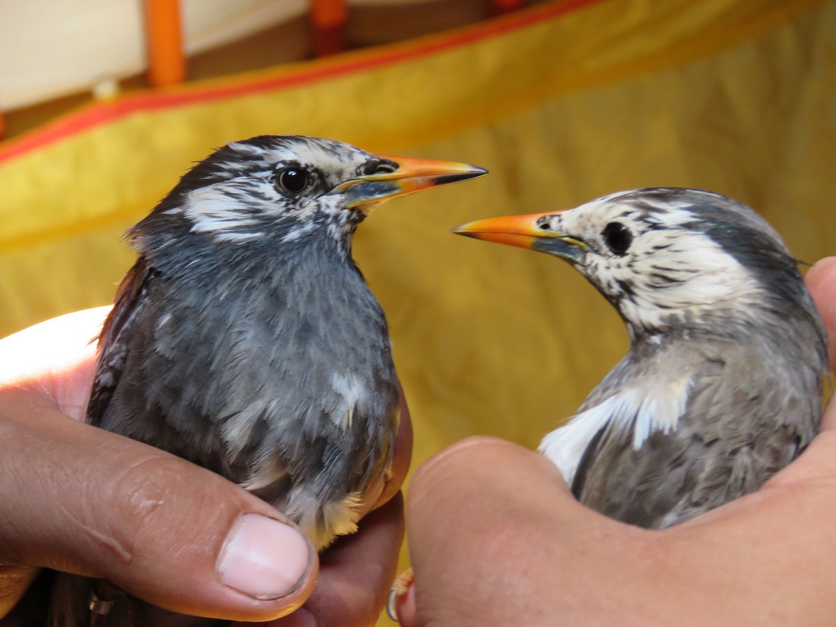 White-cheeked Starling - Jannaca Chick