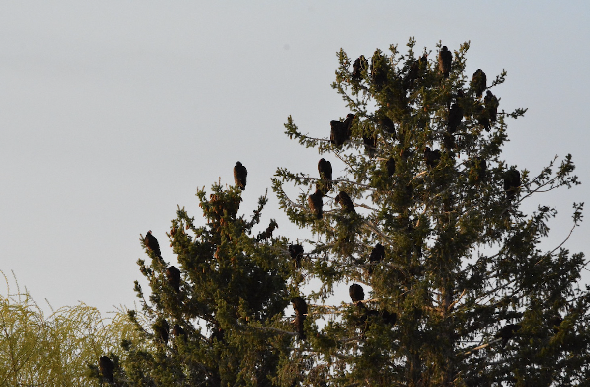 Turkey Vulture - ML647596441