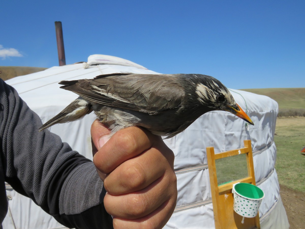 White-cheeked Starling - Jannaca Chick